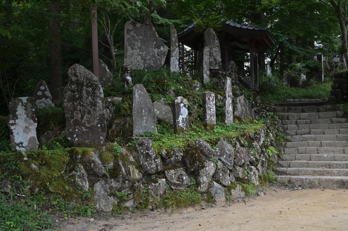 レンゲショウマ・御岳山